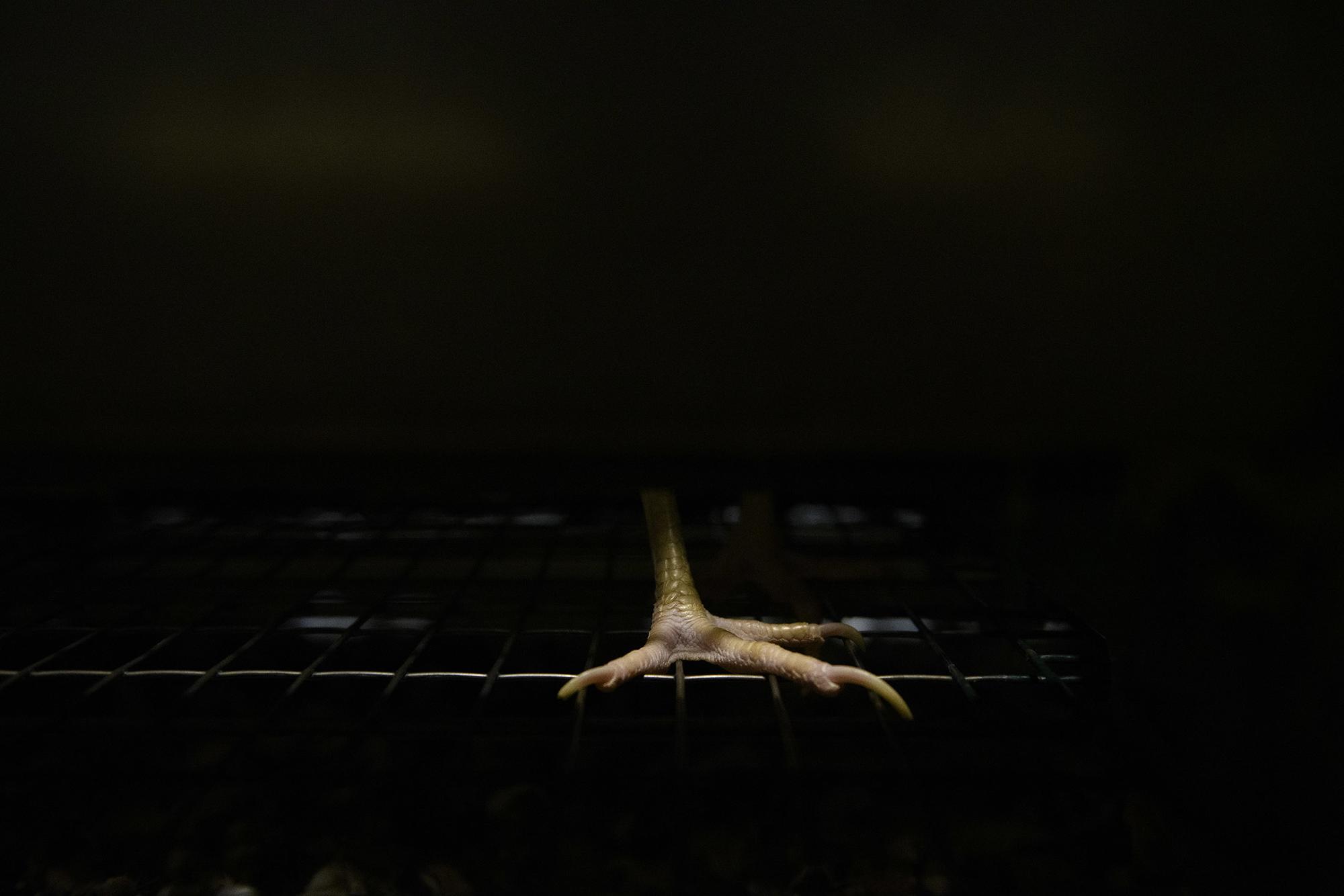 Granja gallinas  - 8